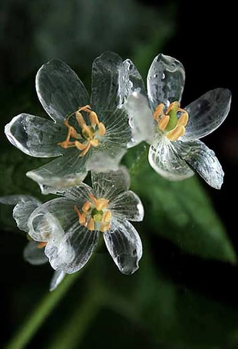 “Diphylleia grayi” (Skeleton flower) – The petals turn transparent with the rain. Amazing!
