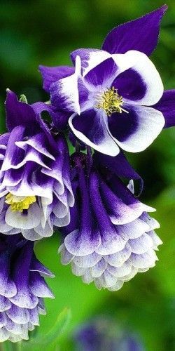 Aquilegias aka Columbine the flower can only truely be appreciated by looking up close, it has (barley visable to the eye)