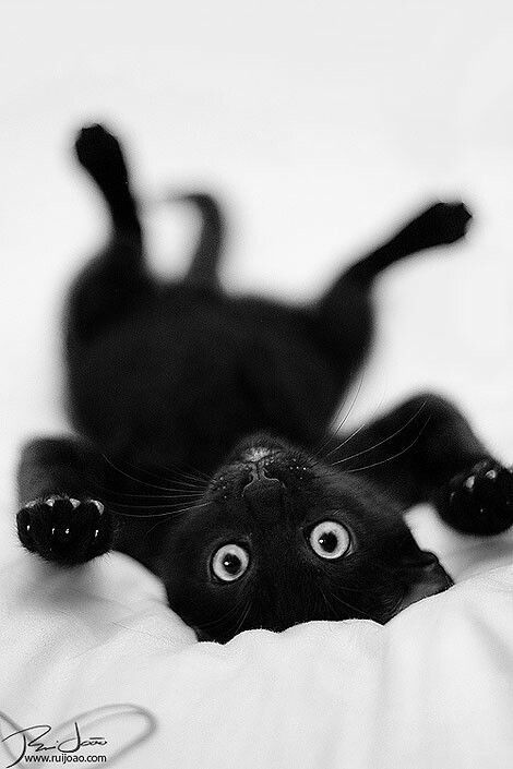 Eyes of the black cat