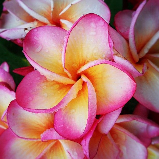 Plumeria flower – Fresh and fragrant pua melia, the Hawaiian name for plumeria (frangipani).