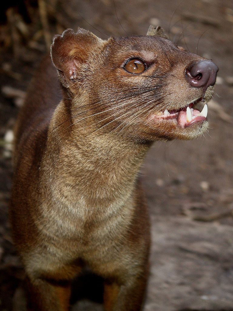 The fossa is a cat-like, carnivorous mammal that is endemic to Madagascar. The fossa is the largest mammalian carnivore on the
