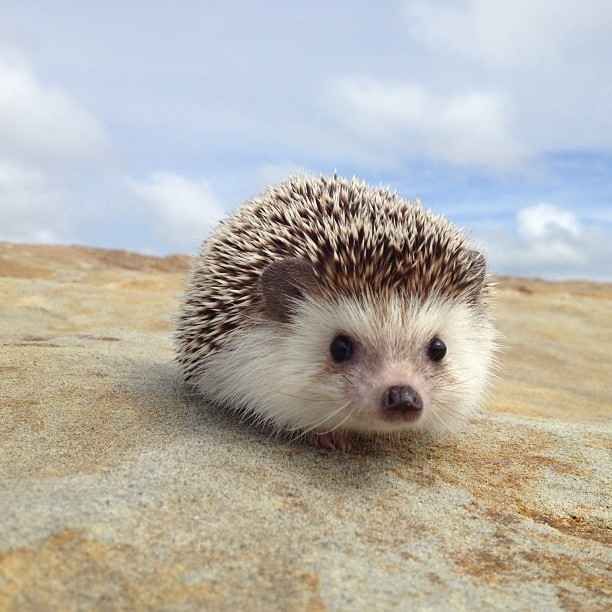 …and hedgehogs! | The Fantastic Adventures Of Biddy The Hedgehog