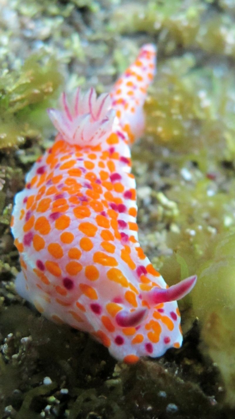 Beautiful Sea Slugs — www.pinterest.com… — has more — this pic not done yet
