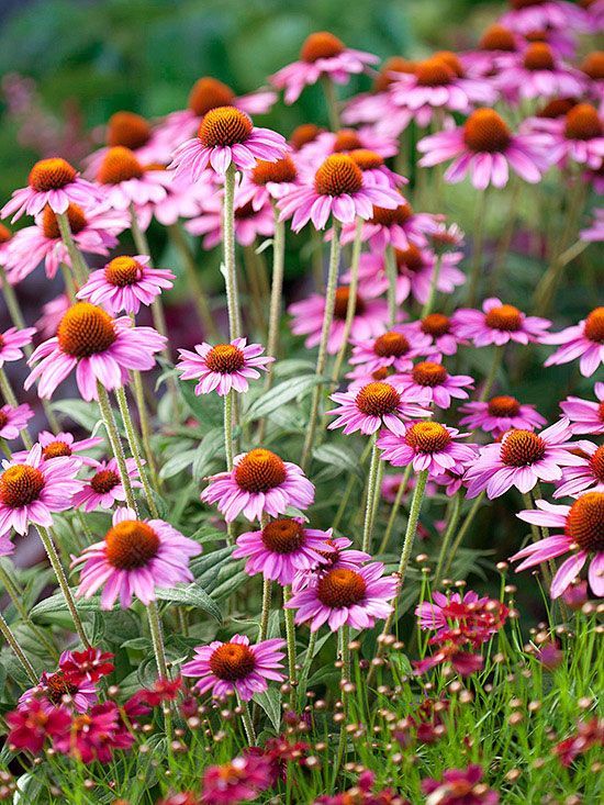 Coneflower. tolerates full sun to light shade. bloom from early summer to fall. one of the most hardy perennials.