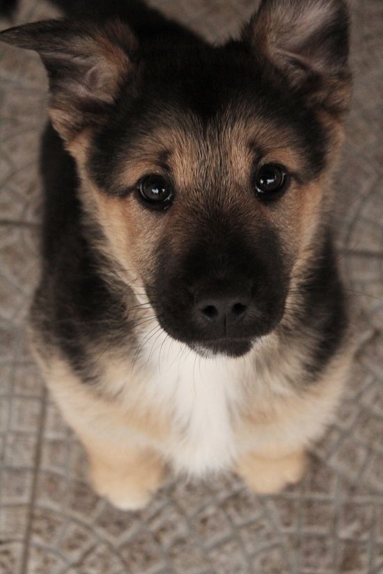 Cute Puppy of German Shepherd- I will have another one- mark my words! haha