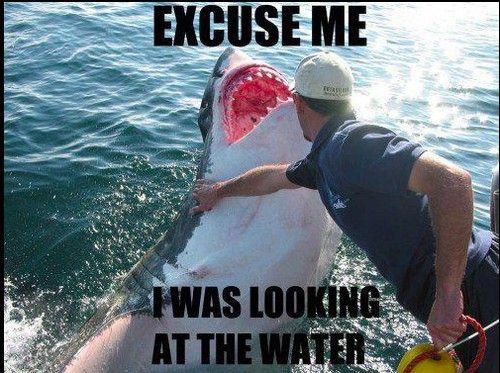 Damn shark. You make a better door than a window.