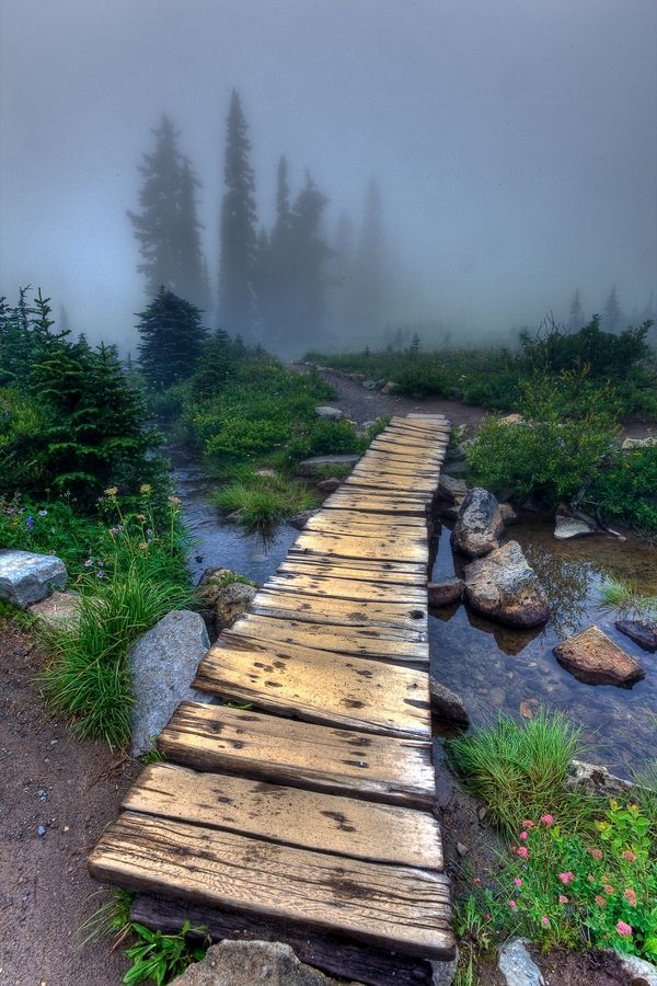 Foggy day along trail at Tipsoo Lake on Mt. Rainier