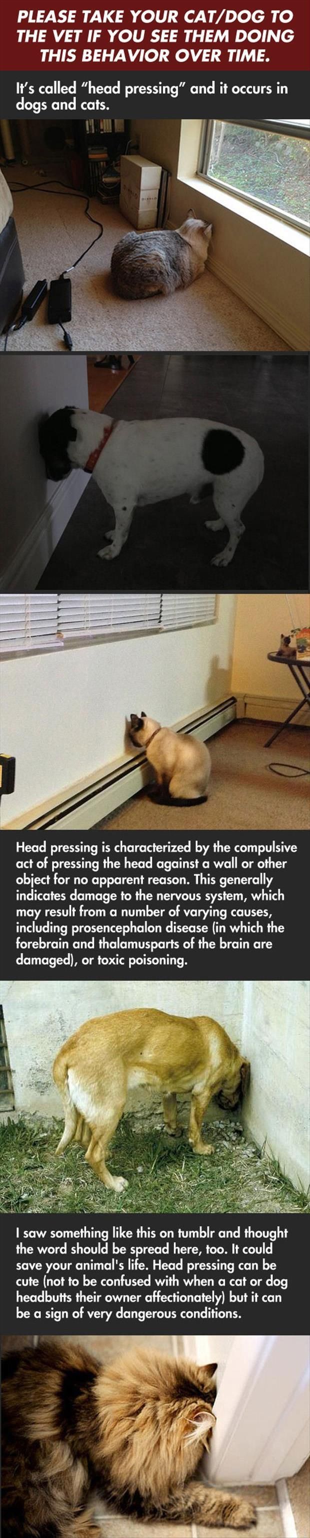 “Head Pressing” by dogs and cats. Did a search and confirmed this is legit. Link to page on Pet MD site with more information.