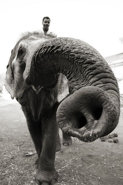 Indian Elephant  Goa India Travel Photography by Realdarrenpb, @Macey Baird