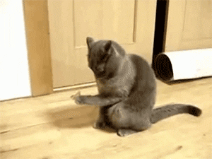 Kitty does not know what to do with the butterfly that landed on its paw. – Imgur  GIF