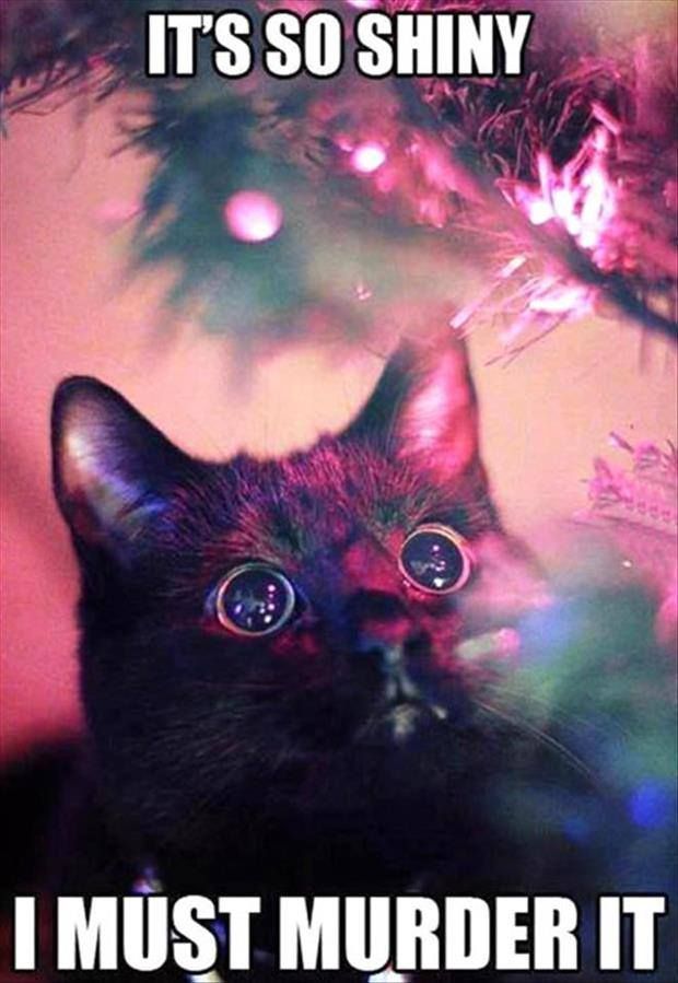 Pretty well sums up my kittens during the holidays :)