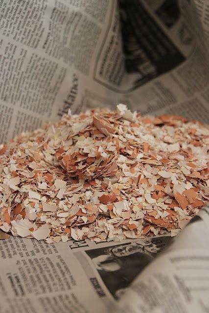 Recycling Eggshells.  Of course…works to keep slugs away from Hosta and other plants, good for soil…