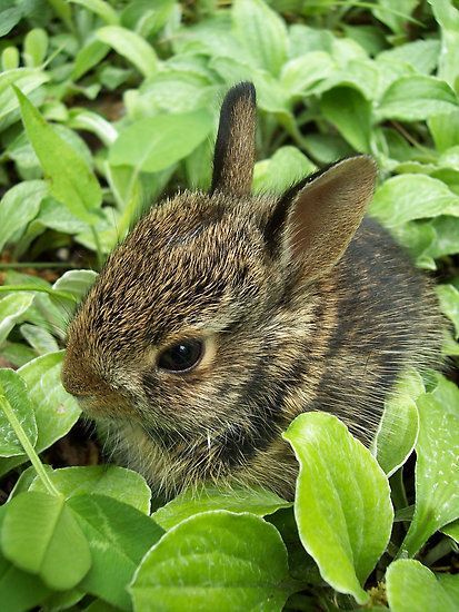 Sweet Baby Rabbit by NatureGreeting Cards ©ccwri