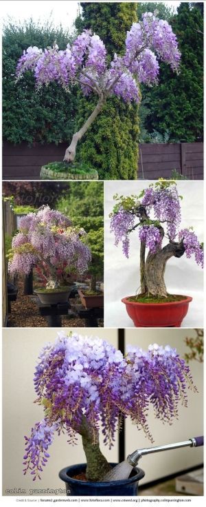 We use to have one of these beautiful wisteria plants. Gorgeous bonsais here