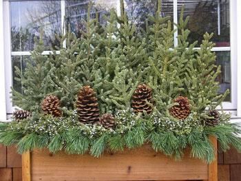 Winter window box ideas. In case spring never comes….and I someday have a window box.