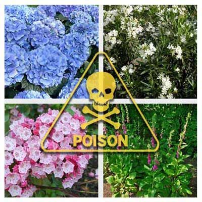 12 of the Deadliest garden plants – a need to know . . .