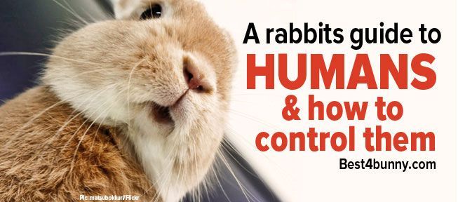 A simple guide to help bunnies take control of their humans.