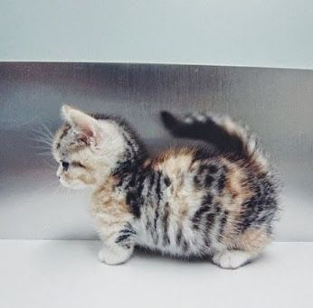 ahhh this is so adorable I need it. Munchkin cat!!