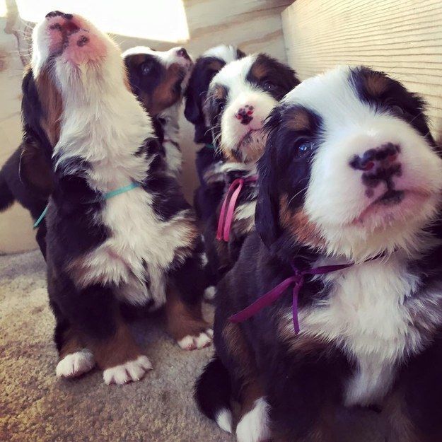And they’re always there to put a smile on your face. | 23 Reasons Bernese Mountain Dogs Are The Champions Of Our Hearts