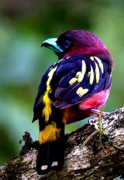 Banded Broadbill Bird