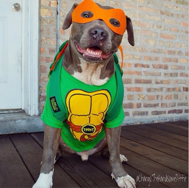 Best Doggy Costume page I have found yet! Take a look, great quality ideas with tutorial links!