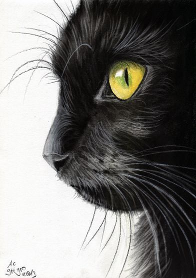 Black Cat Portrait Charcoal drawing