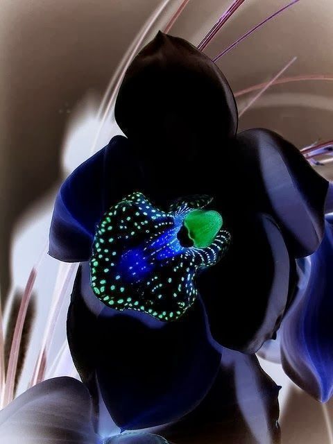 Black Orchids – the one thing I demand to have at my wedding. So beautiful