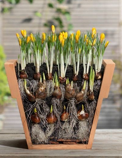 Bulb-stacking for more blooms…I cant wait for spring!