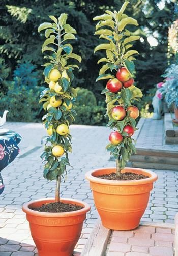 Columnar Apple Trees for Patios & Small Yards