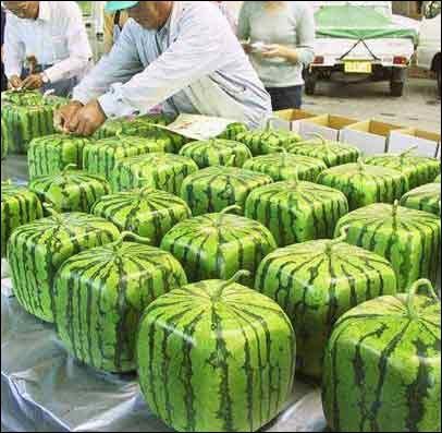 Did you know: If you put a growing watermelon in a square container, it will grow into a square shape!