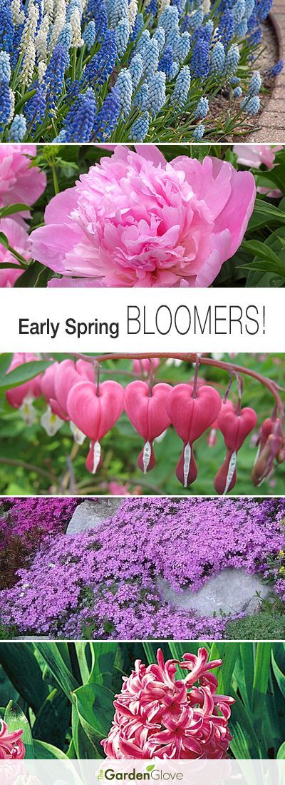 Early Spring Bloomers! • Heres our top picks for early spring bloomers, and tips on how to grow them!