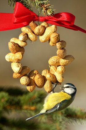 Ein Erdnussring dient als Vogelfutter und Weihnachtsdeko zugleich.