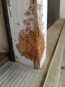 Fixing a dog-chewed wall – how to easily fix a wooden door frame that you thought your dog ruined!