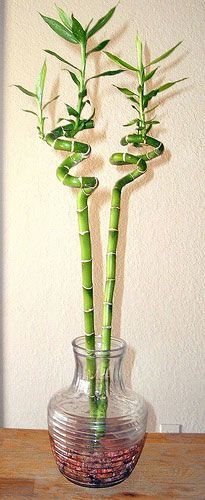 Grow Lucky Bamboo Inside  Tips For Care Of Lucky Bamboo Plant