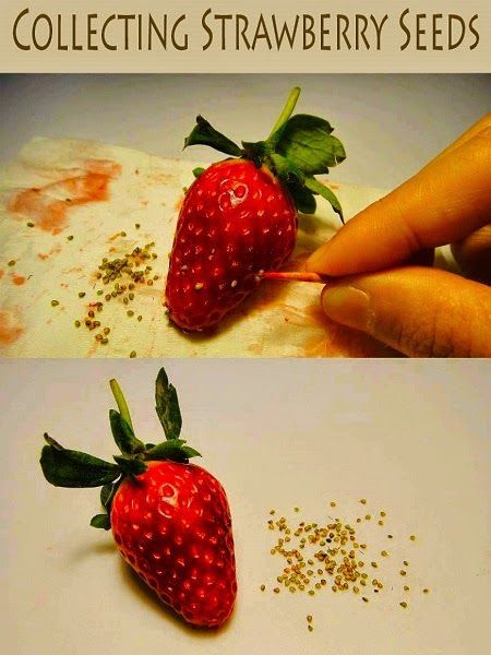 Growing strawberries