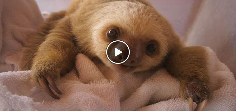 Have You Ever Heard Baby Sloths Talk To Each Other? (Yup Baby Sloths Just Got EVEN CUTER!)
