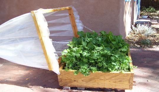 Cold Frame Gardening