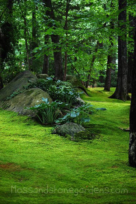 hostas on stone hill in moss lawn