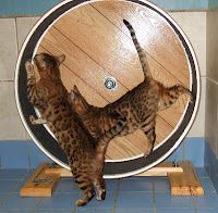 How to Build a Cat Exercise Wheel, Part 1