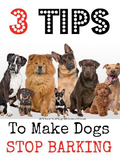 how to make dogs STOP barking 3 ways that will change your life and make you love your dog again, pet tricks