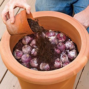 How to Plant Bulbs in a Container – planting in fall and leaving outside during winter will bring forth better blooms because of