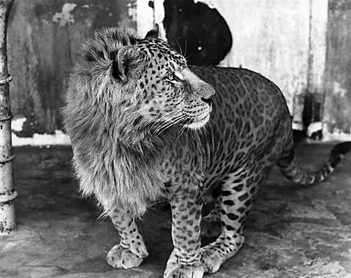 Hybrid animals: LEOPONS: “Johnny, a leopon, is seen here in Kobe, Japan, circa 1960. Johnny is part lioness part leopard. Leopons