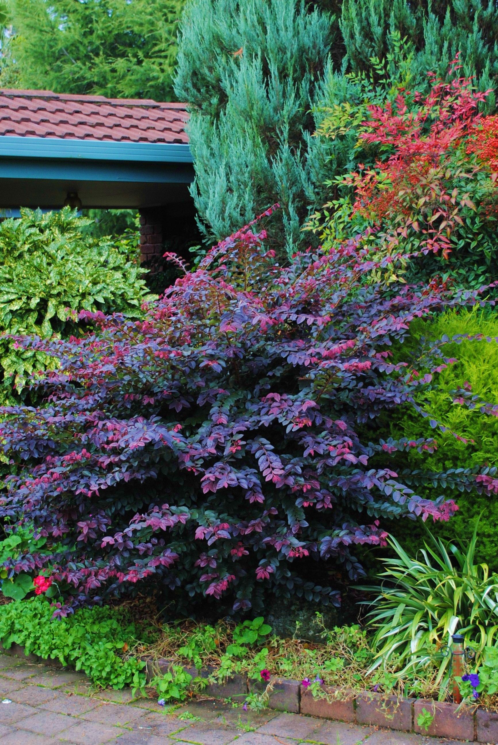 Loropetalum Purple Prince- The color on this shrub can add nice contrast against light colors.