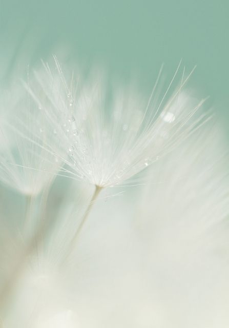 Make A Wish,Beautiful dandelion