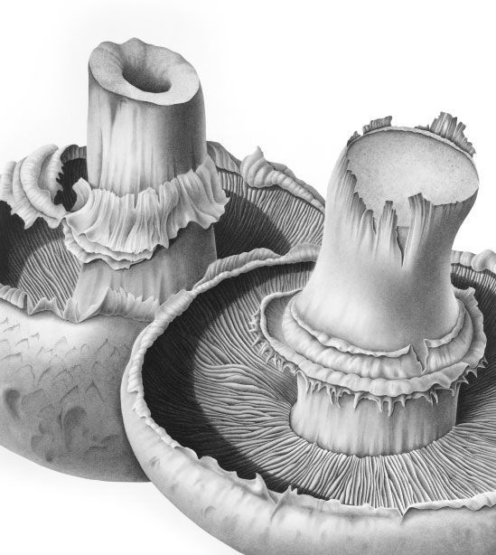 mushroom botanical art – Google Search