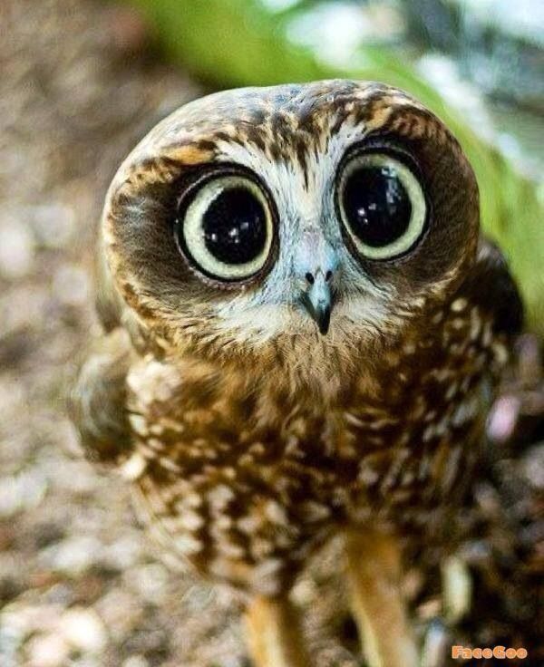 Owl… Cute … ♥ Lets protect our world! Help saving the planet so we can all live to continue seeing these amazing animals!
