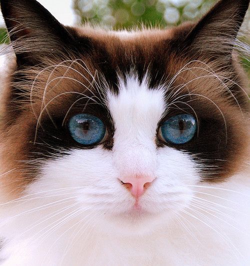 Pinning this cat to my dog board. This is the most beautiful cat! Wonder if Jagger would welcome a cat like this to our home?