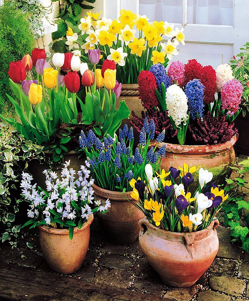 Place bulbs shoulder to shoulder across the surface of the soil, leaving no space between them. Then top off with more potting