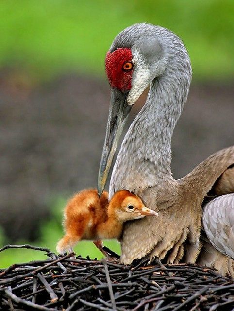 Sandhill Crane & chick