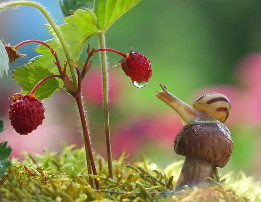 Snail – picture by Vyacheslav Mishchenko